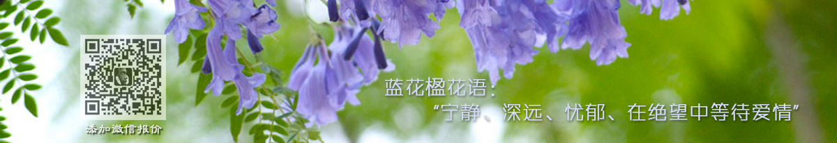 藍花楹花語