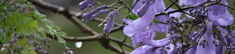 藍花楹百科