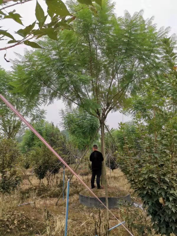 【藍(lán)花楹13公分價(jià)格】最新13公分藍(lán)花楹批發(fā)報(bào)價(jià)