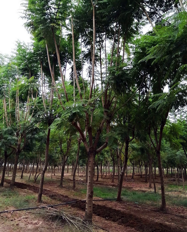 【藍花楹7公分價格】最新7公分藍花楹批發報價