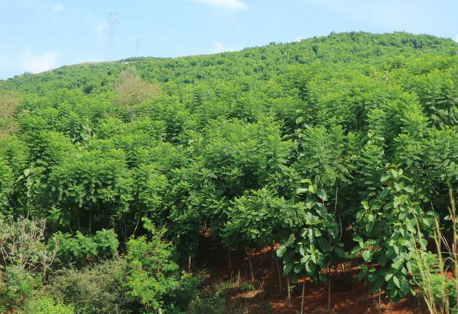 【藍花楹3公分價格】最新3公分藍花楹批發報價
