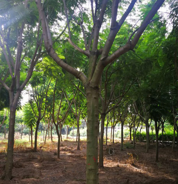 【藍花楹4公分價格】最新4公分藍花楹批發報價