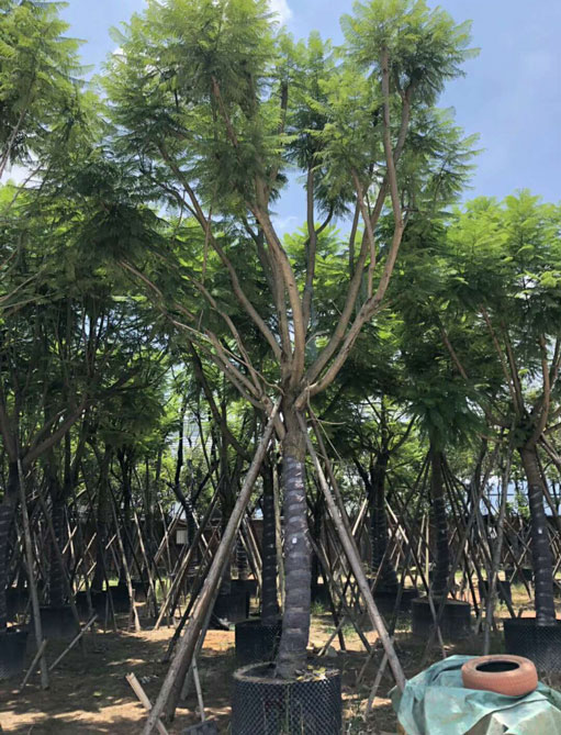 【藍花楹15公分價格】最新15公分藍花楹批發報價