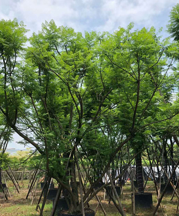 【藍花楹15公分價格】最新15公分藍花楹批發報價