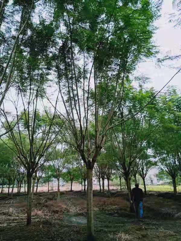 【藍花楹5公分價格】最新5公分藍花楹批發報價