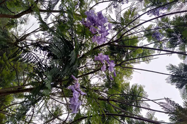 【藍花楹16公分價格】最新16公分藍花楹批發報價