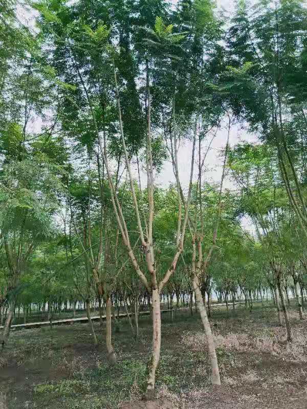 【藍花楹9公分價格】最新9公分藍花楹批發報價