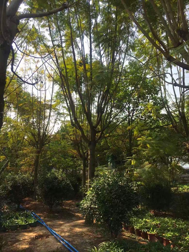 【藍花楹8公分價格】最新8公分藍花楹批發(fā)報價