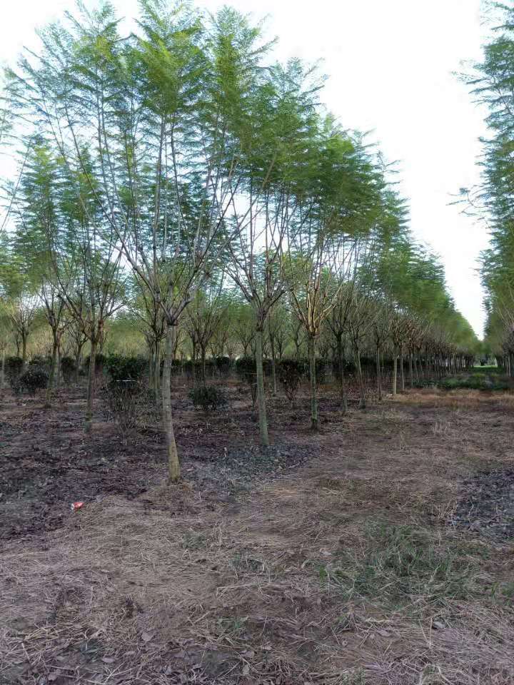 【藍花楹16公分價格】最新16公分藍花楹批發報價