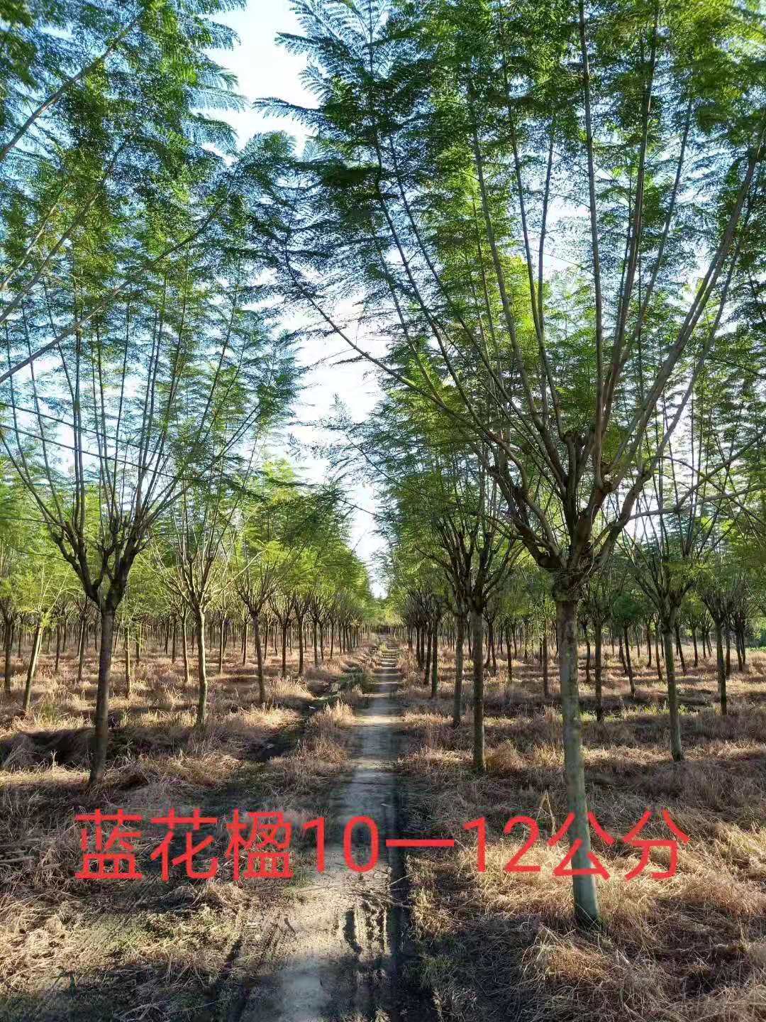 【藍花楹15公分價格】最新15公分藍花楹批發報價
