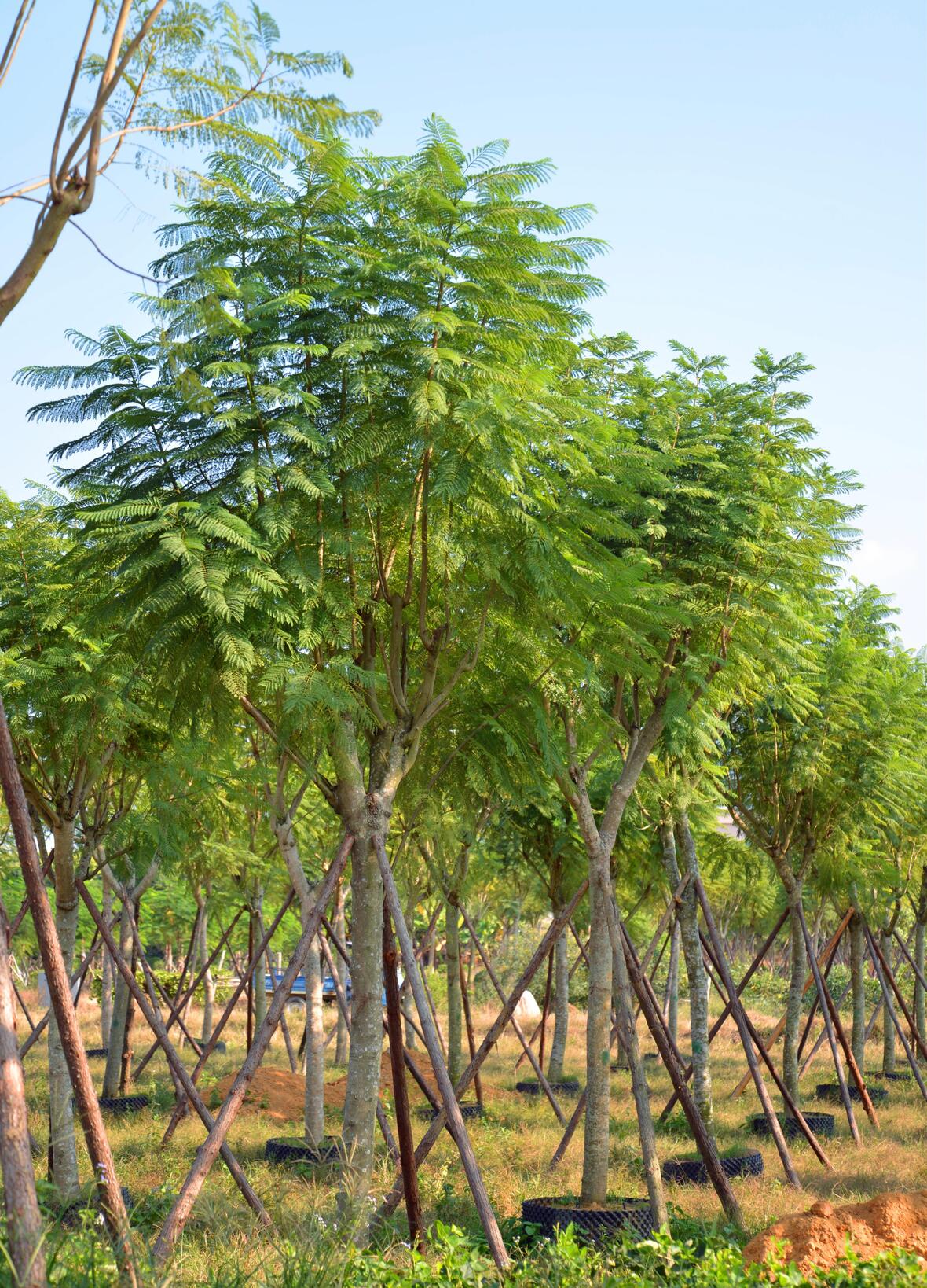 藍花楹求購藍花楹基地