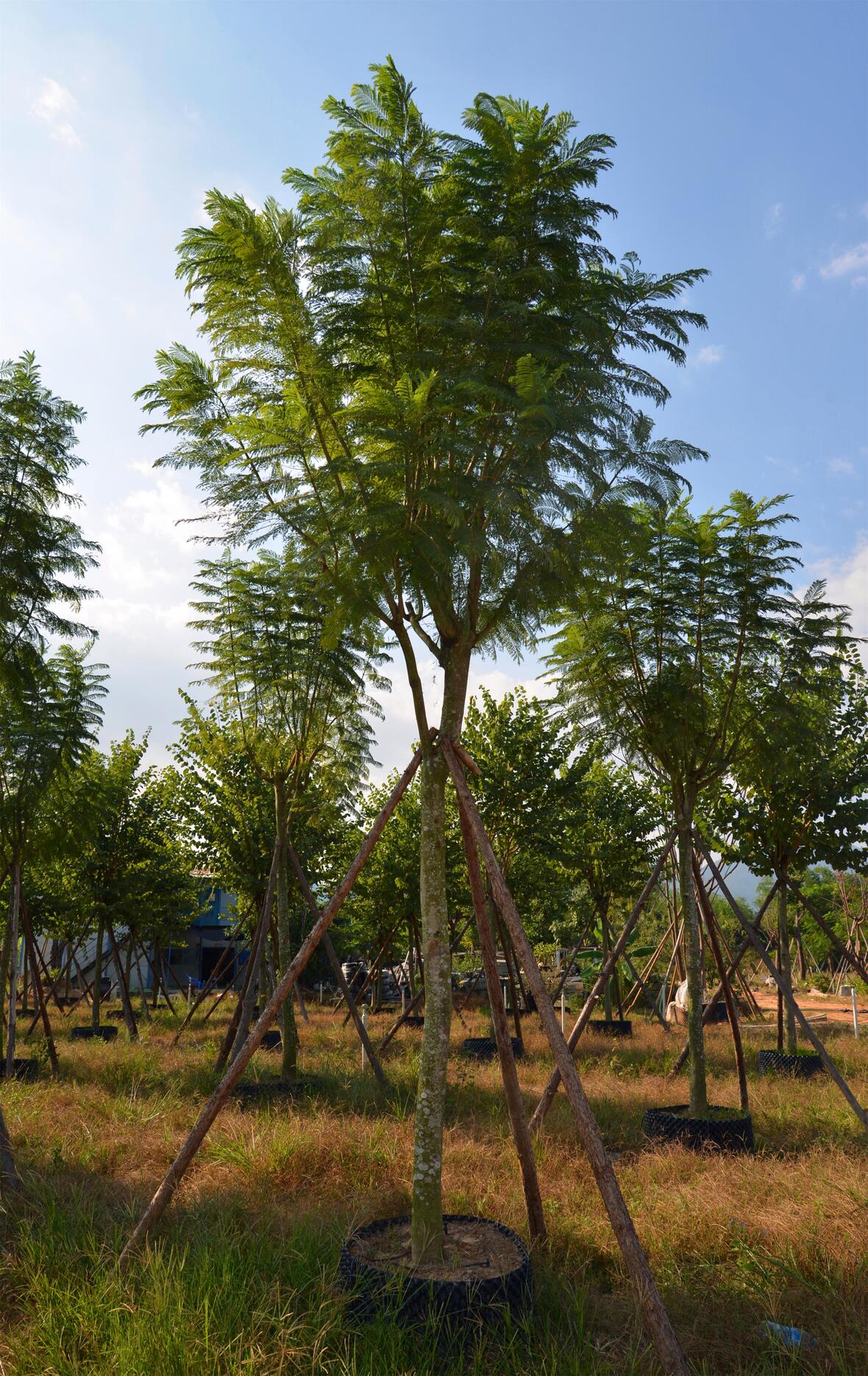 【藍花楹4公分價格】最新4公分藍花楹批發報價