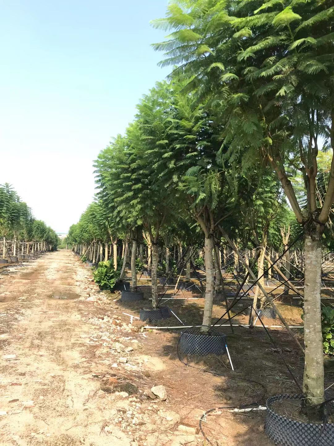 【藍花楹3公分價格】最新3公分藍花楹批發報價