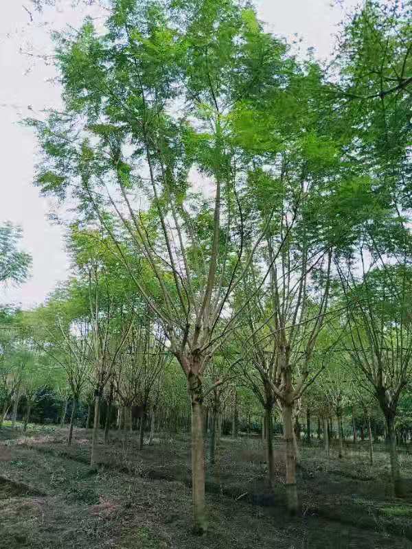 【藍花楹12公分價格】最新12公分藍花楹批發報價