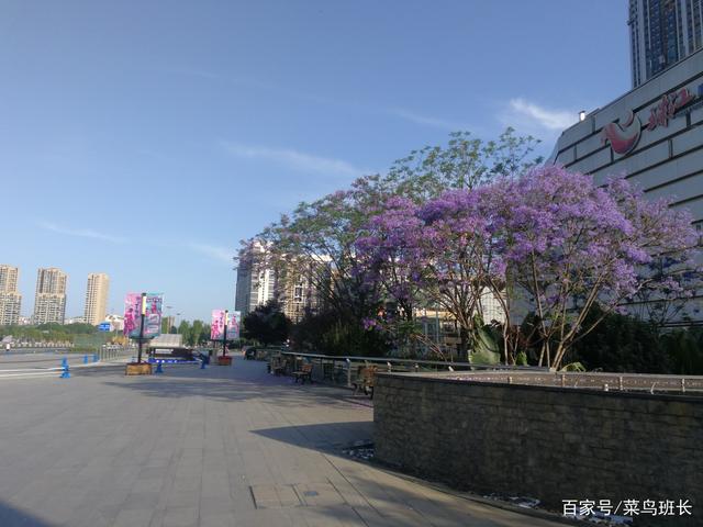 【藍花楹6公分價格】最新6公分藍花楹批發報價