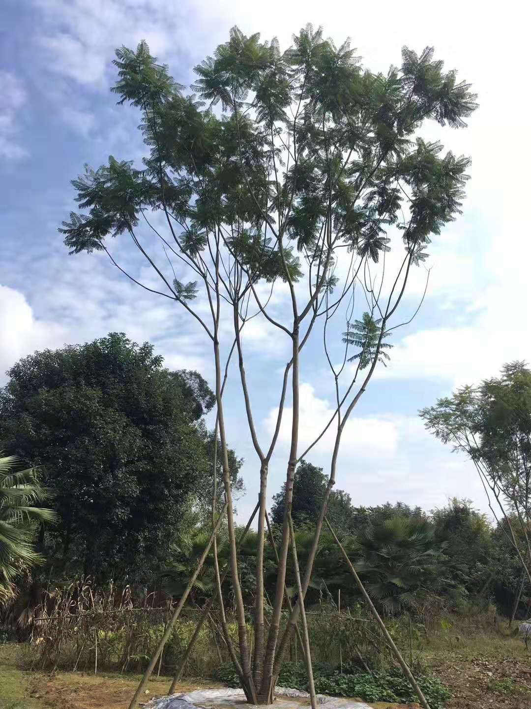 【藍(lán)花楹13公分價(jià)格】最新13公分藍(lán)花楹批發(fā)報(bào)價(jià)