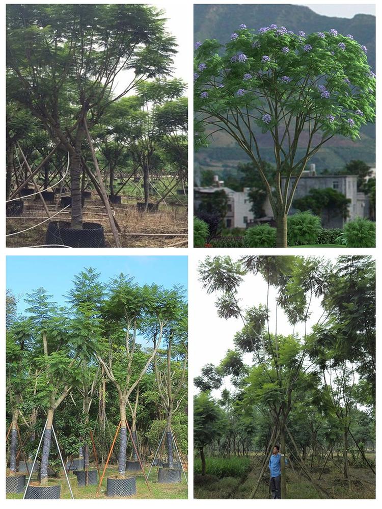 【藍花楹9公分價格】最新9公分藍花楹批發報價