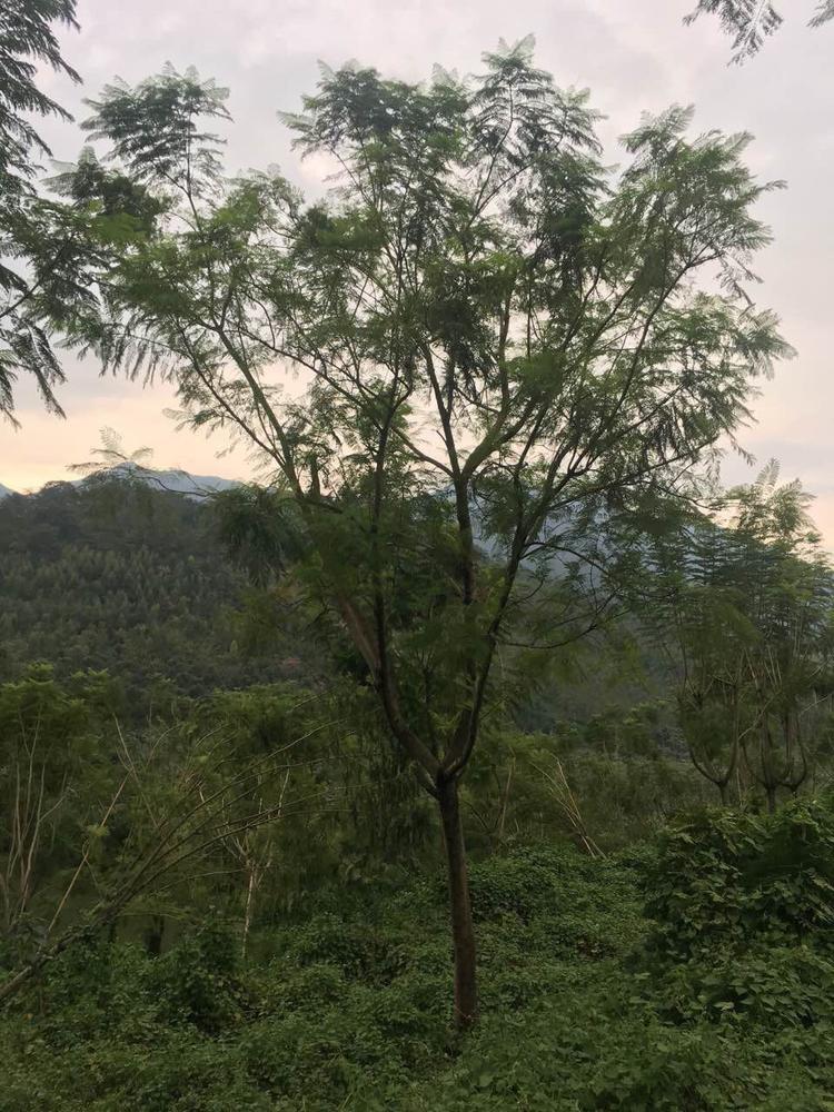【藍花楹5公分價格】最新5公分藍花楹批發報價