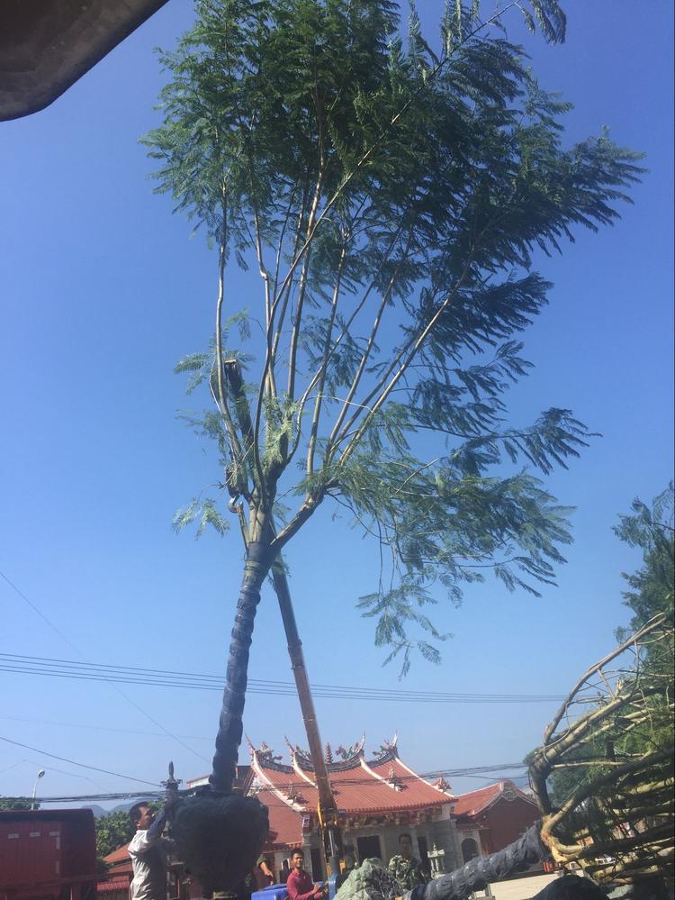 成都叢生藍花楹價格一般樹形