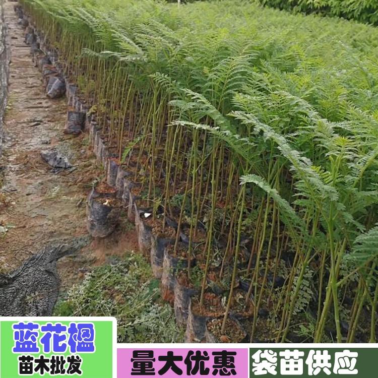 【藍花楹6公分價格】最新6公分藍花楹批發報價