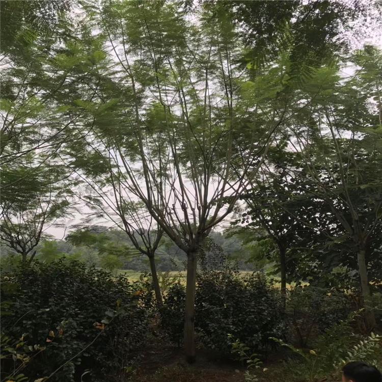 【藍花楹7公分價格】最新7公分藍花楹批發報價