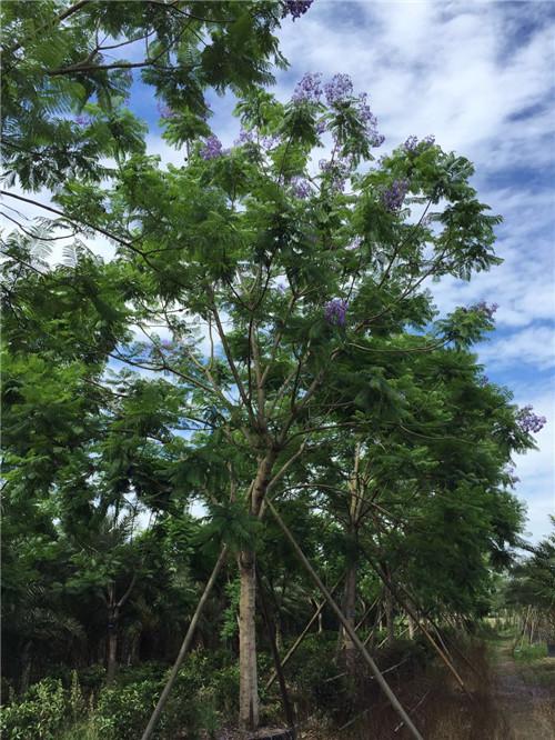 【藍花楹9公分價格】最新9公分藍花楹批發報價