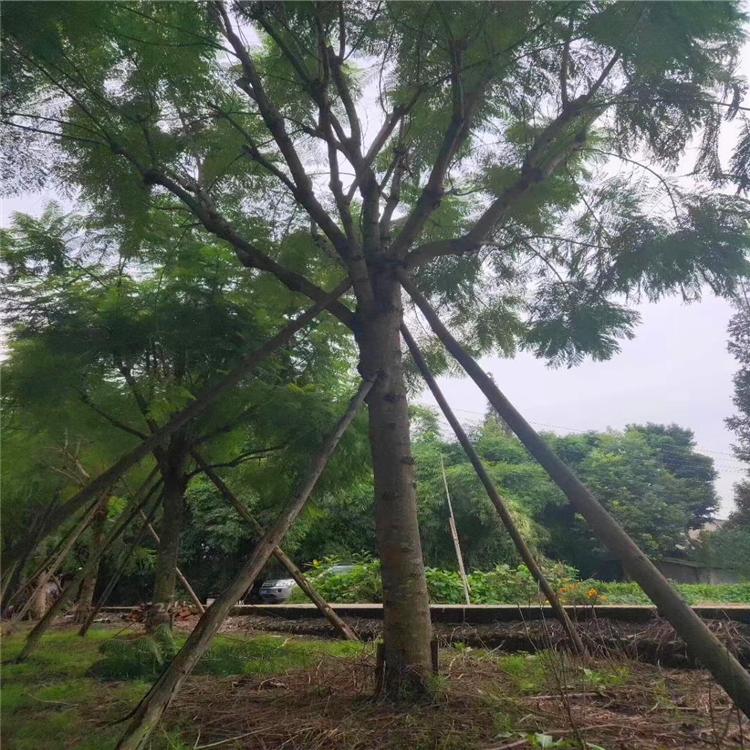 【藍花楹14公分價格】最新14公分藍花楹批發報價
