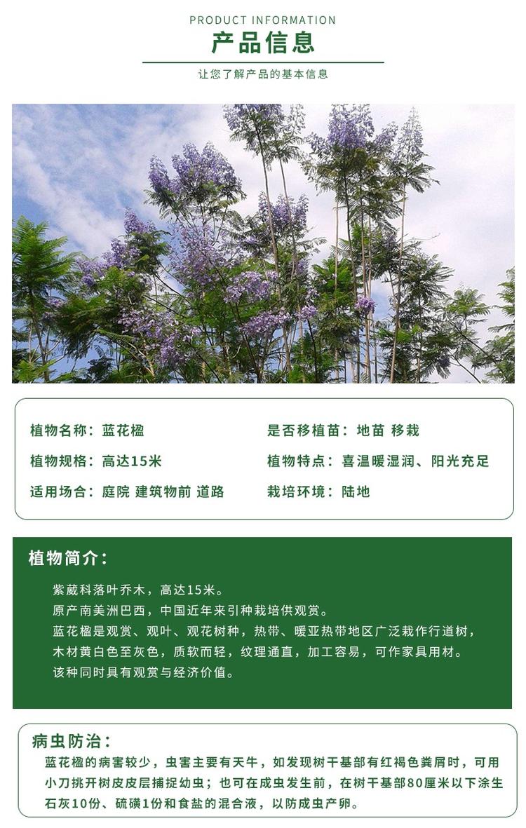 【藍花楹多少錢一棵】藍花楹樹價格表