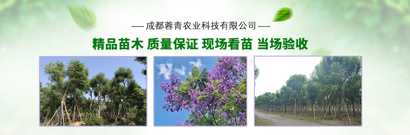 成都藍花楹