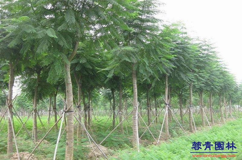 10公分藍(lán)花楹價格