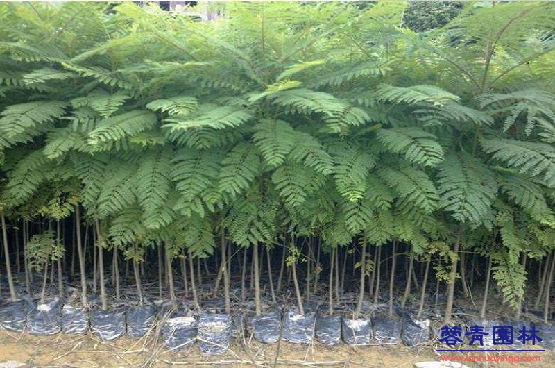 3公分藍花楹價格