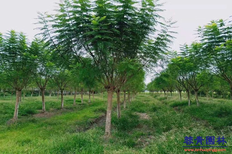 16公分藍花楹價格