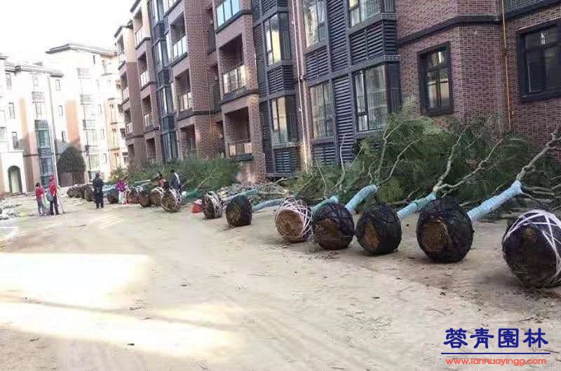 17公分藍花楹價格