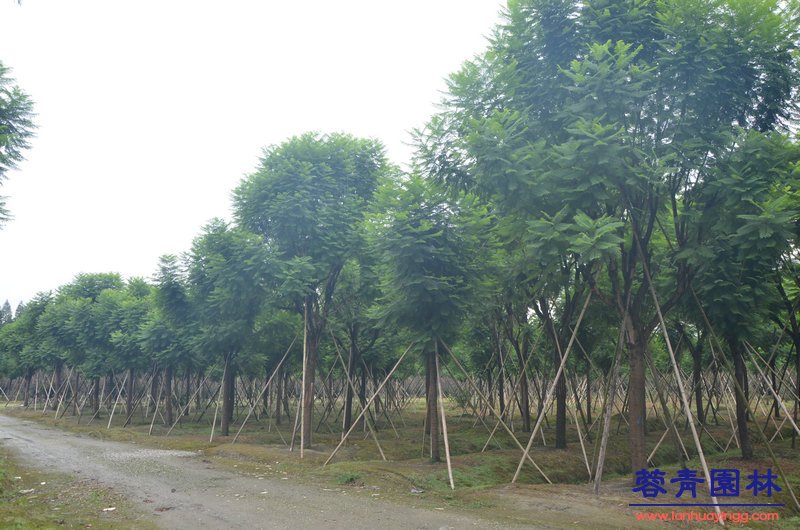 18公分藍花楹價格