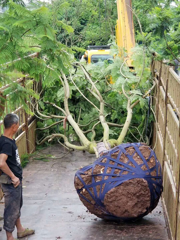 藍花楹采購 藍花楹采購