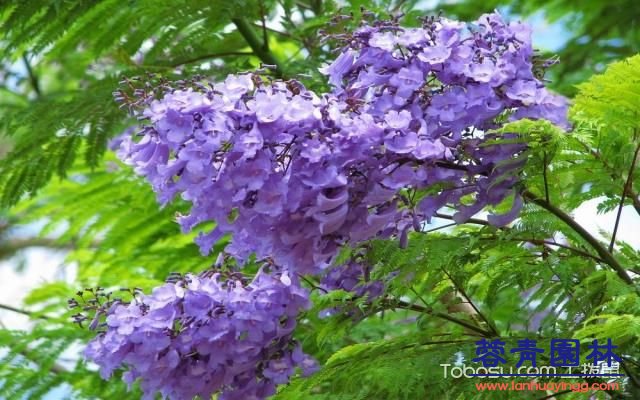 藍花楹的花語 - 藍花楹的花期 - 藍花楹圖片