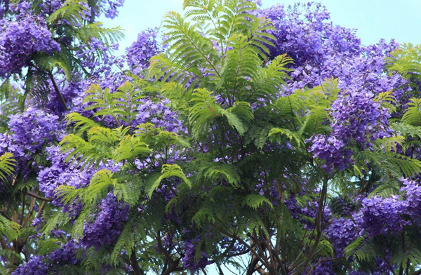 藍花楹樹苗價格行情 - 2020年最新藍花楹苗基地批