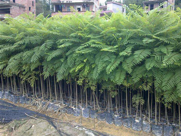 藍花楹樹苗價格行情 - 2020年最新藍花楹苗基地批