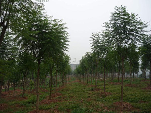 藍花楹樹苗價格行情 - 2020年最新藍花楹苗基地批