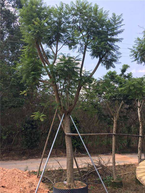 藍花楹樹苗價格行情 - 2020年最新藍花楹苗基地批
