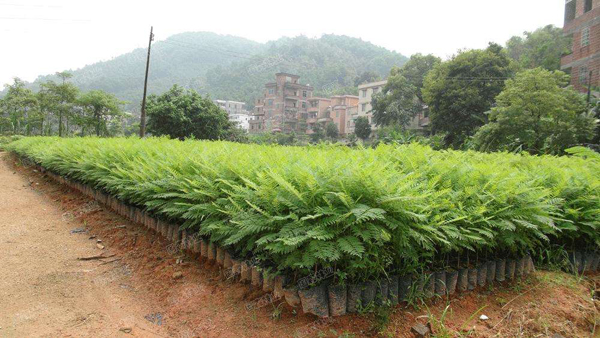 藍花楹樹苗價格行情 - 2020年最新藍花楹苗基地批