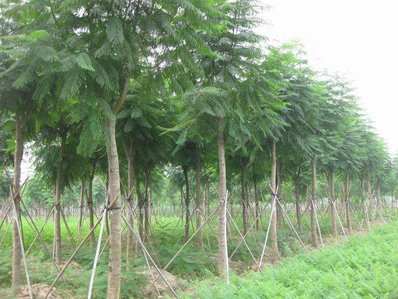 10公分藍花楹價格