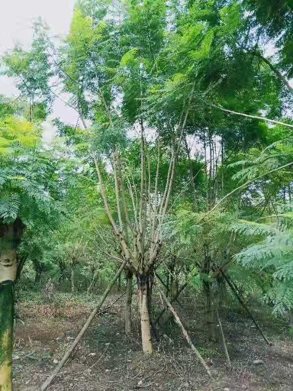 10公分藍花楹價格