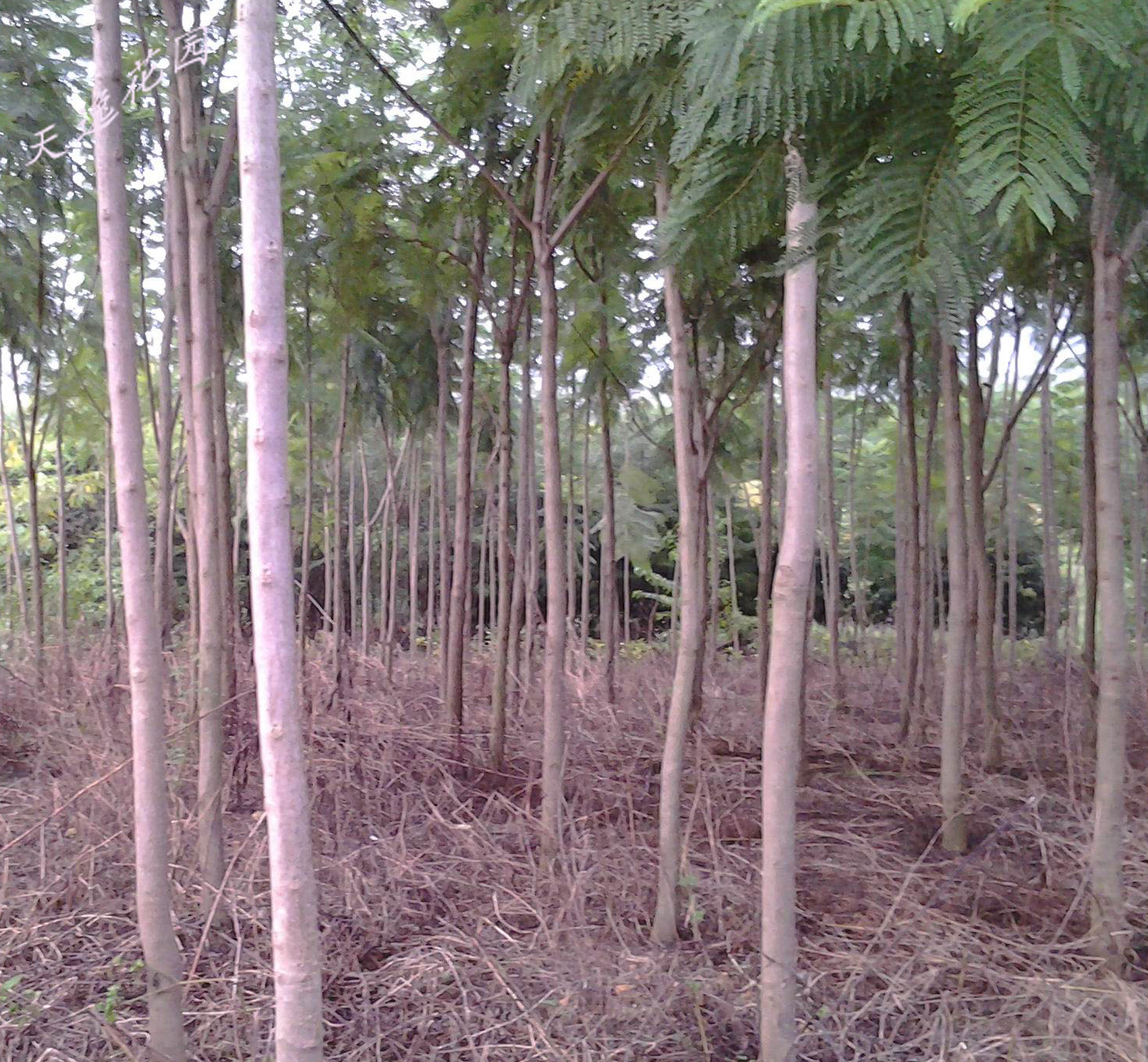 3公分藍(lán)花楹價格