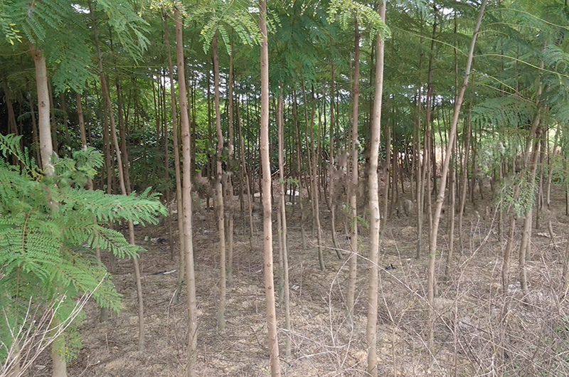 3公分藍(lán)花楹價格