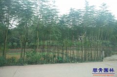 4公分藍花楹價格