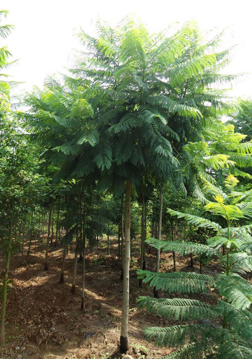 4公分藍花楹價格