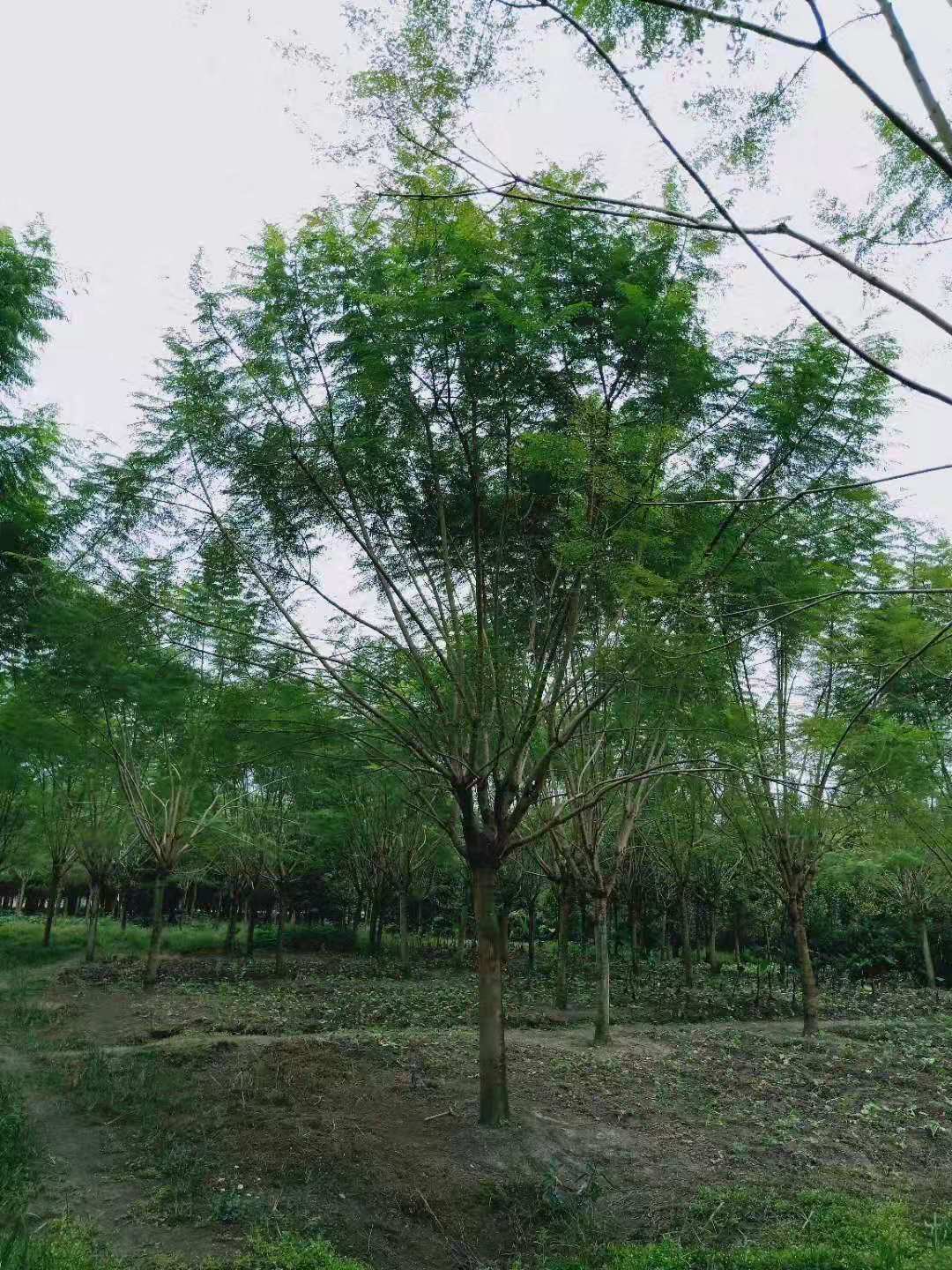16公分藍花楹價格