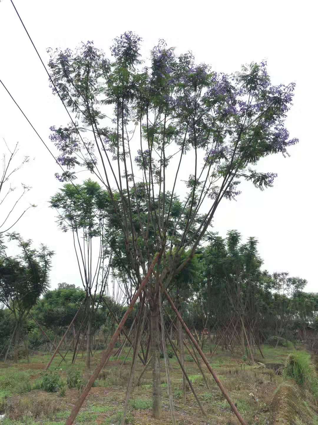 18公分藍花楹價格