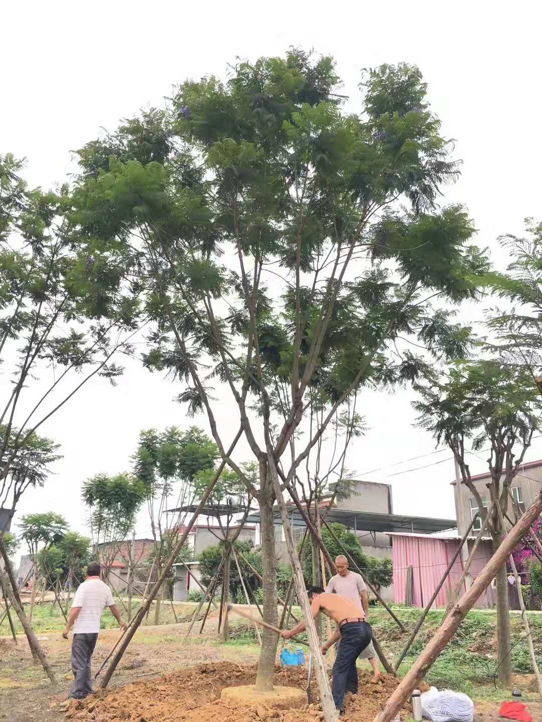 18公分藍花楹價格